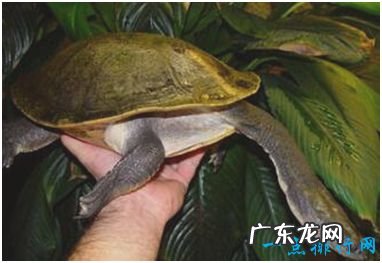世界上脖子最长的乌龟 巨蛇颈龟颈部长度接近35厘米