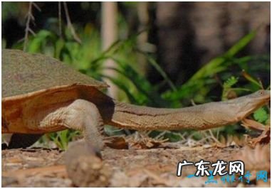 世界上脖子最长的乌龟 巨蛇颈龟颈部长度接近35厘米