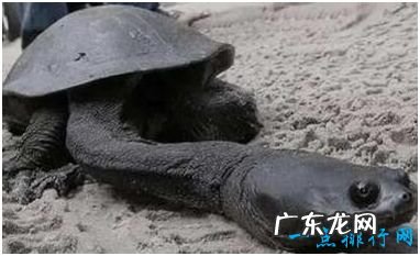 世界上脖子最长的乌龟 巨蛇颈龟颈部长度接近35厘米
