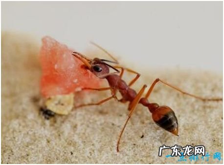 世界上最大的蚂蚁,公牛蚁体长可达3.7厘米,能战胜蜜蜂