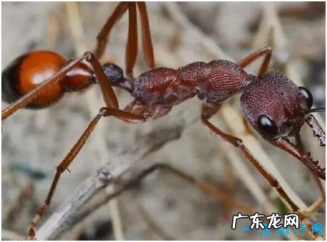 世界上最大的蚂蚁,公牛蚁体长可达3.7厘米,能战胜蜜蜂