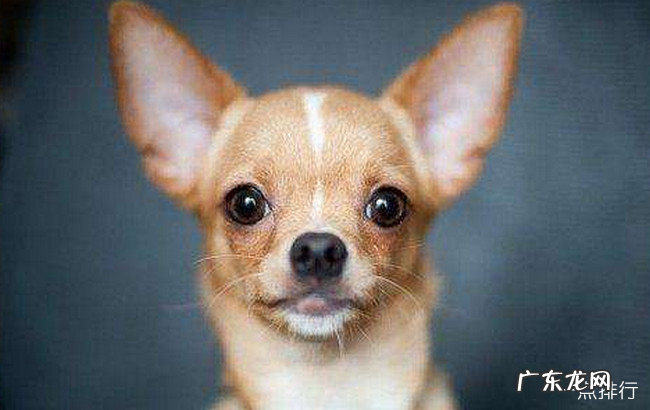 小型宠物狗的品种名称大全 最受欢迎的小型宠物犬排名
