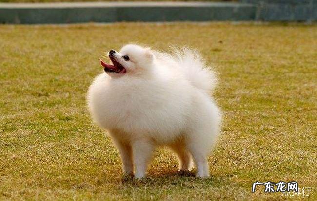 小型宠物狗的品种名称大全 最受欢迎的小型宠物犬排名