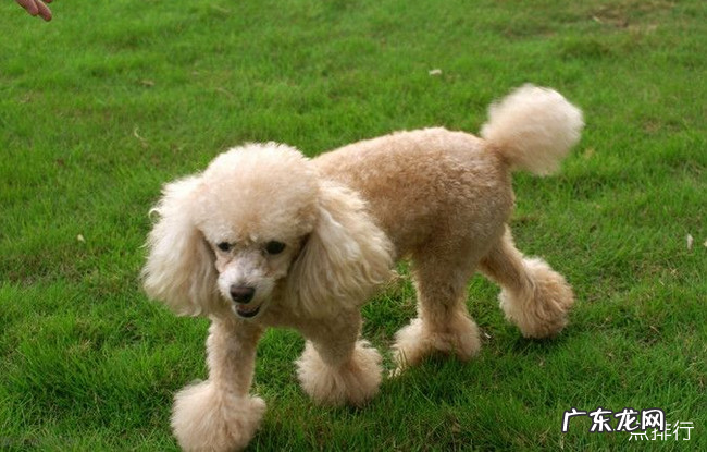 小型宠物狗的品种名称大全 最受欢迎的小型宠物犬排名