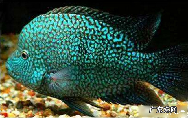 十大常见热带鱼品种大全 热带鱼有哪些品种