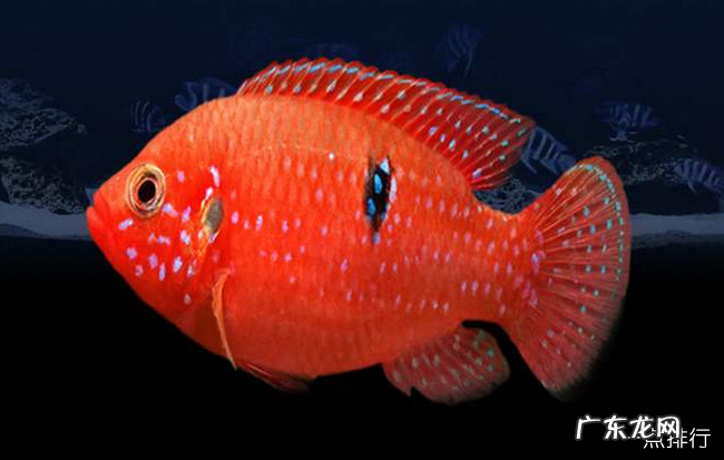 十大常见热带鱼品种大全 热带鱼有哪些品种