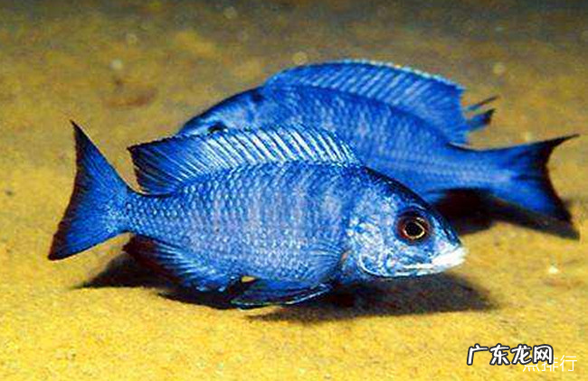 十大常见热带鱼品种大全 热带鱼有哪些品种