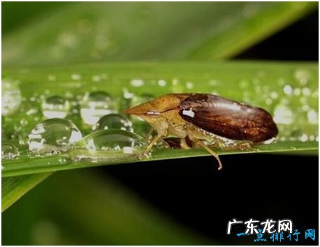 世界上跳的最高的昆虫,沫蝉所跳高度达70厘米,相当于人类跳200米