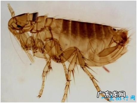 世界上跳的最高的昆虫,沫蝉所跳高度达70厘米,相当于人类跳200米