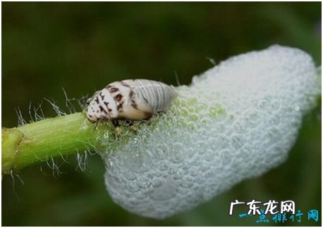 世界上跳的最高的昆虫,沫蝉所跳高度达70厘米,相当于人类跳200米