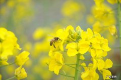 关干油菜花的句子