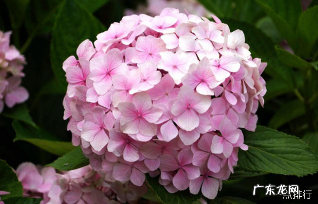 十大不吉利花 夜来香竟然也上榜了