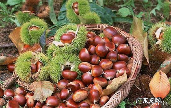 河北十大特产 河北特产有哪些土特产