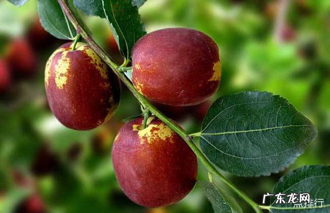 河北十大特产 河北特产有哪些土特产