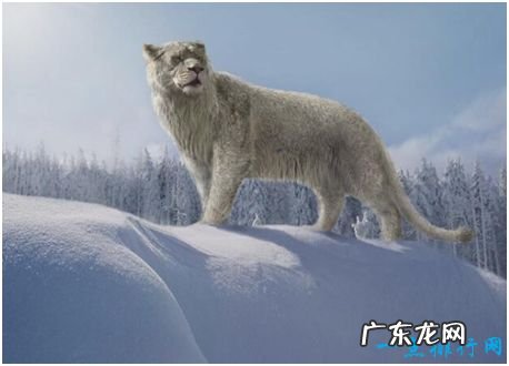 史上最大的狮子,残暴狮全长可至4米,体重400公斤以上