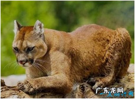 史上最大的狮子,残暴狮全长可至4米,体重400公斤以上