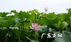 毕竟西湖六月中的意思