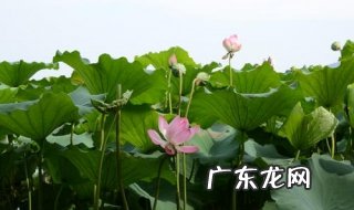 毕竟西湖六月中的意思