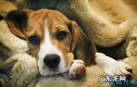 十大家庭犬排名 适合家养的狗