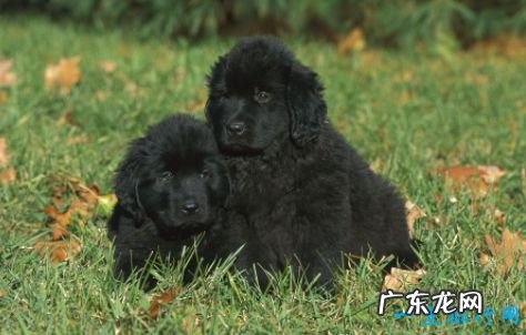 十大家庭犬排名 适合家养的狗