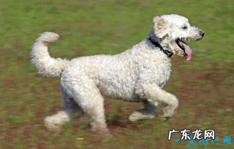 十大家庭犬排名 适合家养的狗
