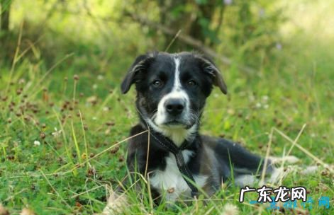 十大家庭犬排名 适合家养的狗