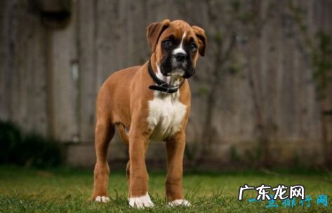 十大家庭犬排名 适合家养的狗