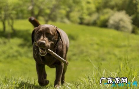 十大家庭犬排名 适合家养的狗