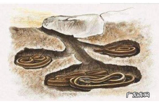 十种动物冬眠的方式 动物是怎么过冬的