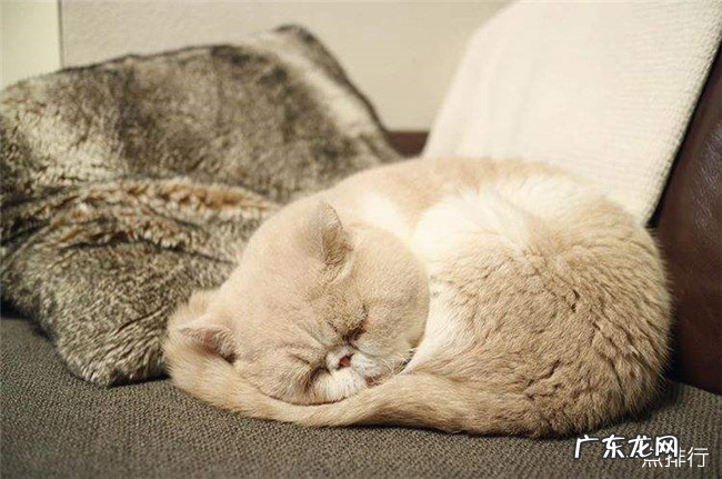 十种动物冬眠的方式 动物是怎么过冬的