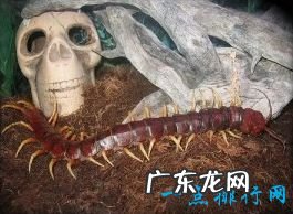 世界上最大的蜈蚣 长度惊人