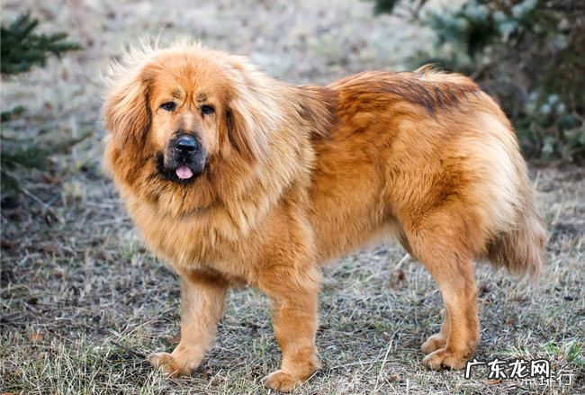 世界十大最昂贵的狗 藏獒仅排第四