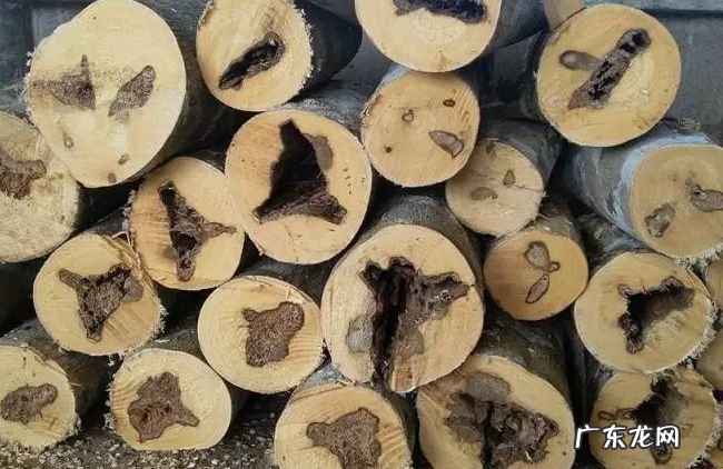 世界上最贵的十种木材 檀香木仅排第九