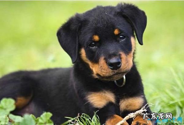 世界上最贵的狗排名 罗秦犬位居第一