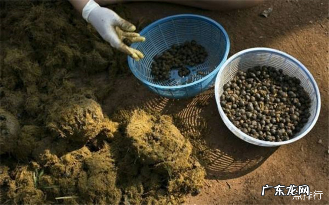 世界十大咖啡排名 猫屎咖啡只能排第三