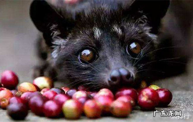 世界十大咖啡排名 猫屎咖啡只能排第三