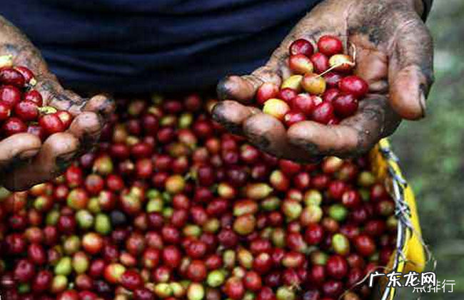 世界十大咖啡排名 猫屎咖啡只能排第三