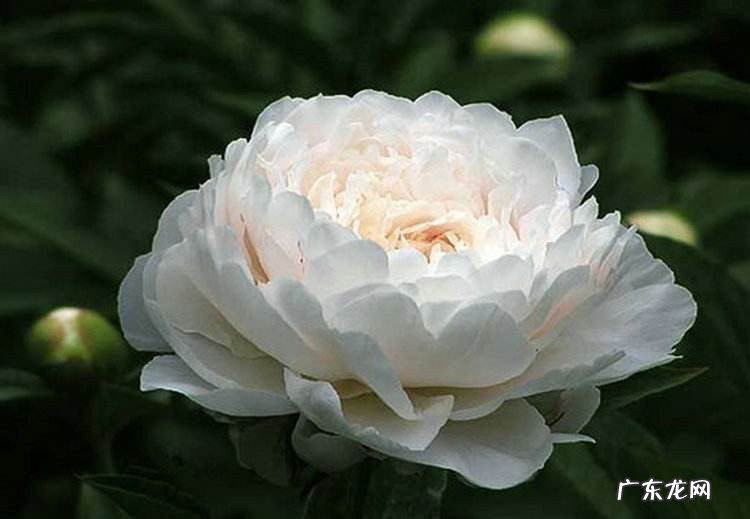 芍药是花中什么