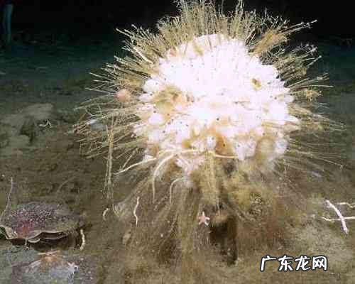 世界上寿命最长的十种动物 南极海绵可以活到一千多岁