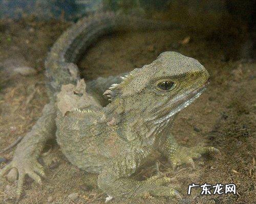 世界上寿命最长的十种动物 南极海绵可以活到一千多岁