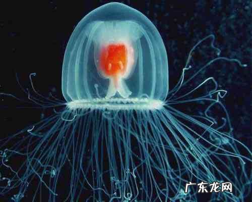 世界上寿命最长的十种动物 南极海绵可以活到一千多岁