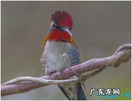 世界上最小的鸟 身长3厘米比硬币还轻