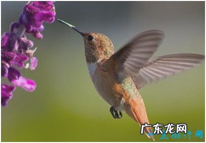 世界上最小的鸟 身长3厘米比硬币还轻