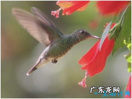 世界上最小的鸟 身长3厘米比硬币还轻