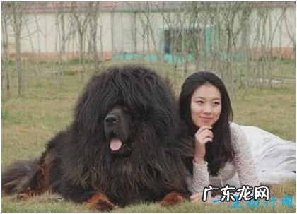 世界上最大的藏獒王,站立高度达1.8米,身价高达3000万