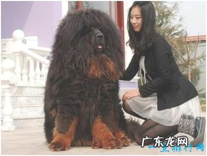 世界上最大的藏獒王,站立高度达1.8米,身价高达3000万