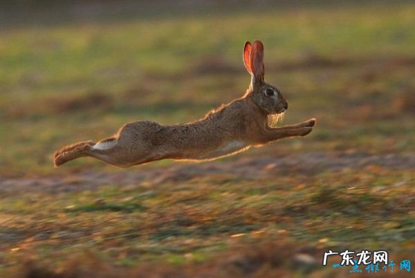 世界十大最快的动物 有一种驴子跑的比老虎还快