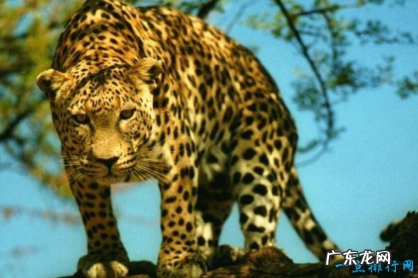 世界十大最快的动物 有一种驴子跑的比老虎还快