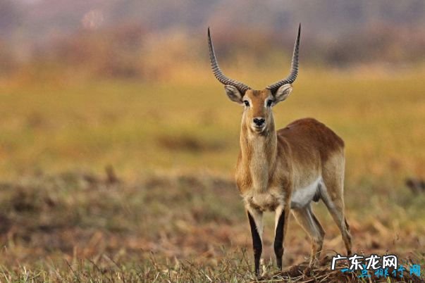 世界十大最快的动物 有一种驴子跑的比老虎还快