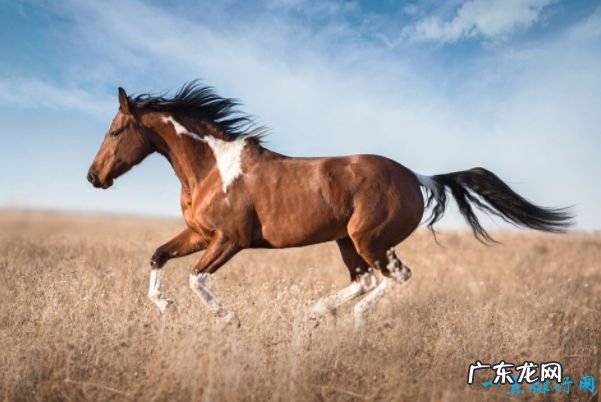 世界十大最快的动物 有一种驴子跑的比老虎还快